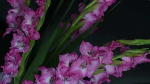 Gladiolus Stock Footage 139160678