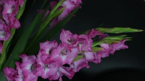 Gladiolus 스톡 동영상 139160716