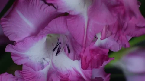 Gladiolus 스톡 동영상 139160784