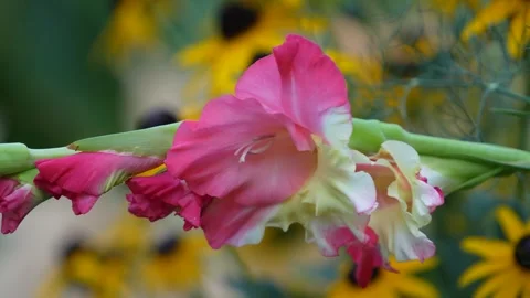 Gladiolus Stock Footage 246877735