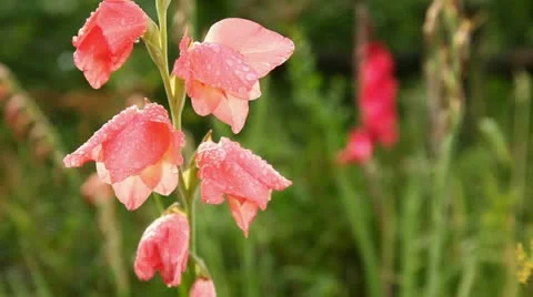 Gladiolus, ksifion Stock Footage 11851864