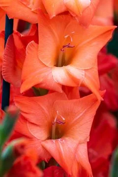 Gladiolus (Lucifer) Stock Photos