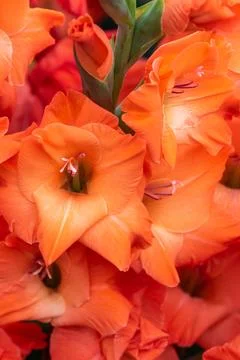 Gladiolus (Lucifer) Stock Photos