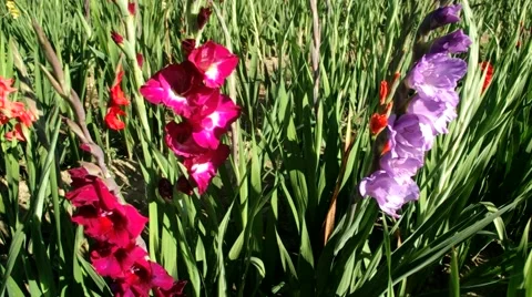 Gladiolus, magenta/violet/red 스톡 동영상 40710963