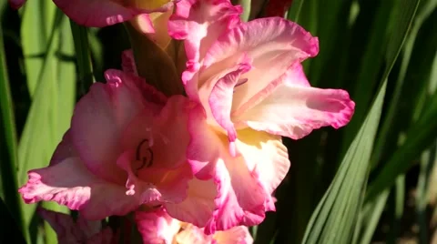 Gladiolus, magenta/white 스톡 동영상 40709854