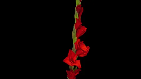 Gladiolus opening and dying timelapse on pure black 動画素材 342514532