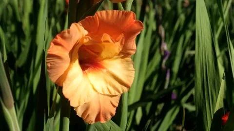 Gladiolus, orange/peach 스톡 동영상 40709107