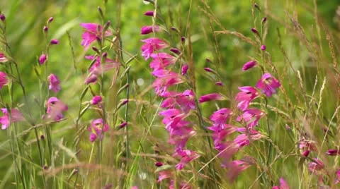 Gladiolus palustris Video stock 14829260