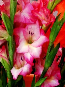 Gladiolus 写真素材