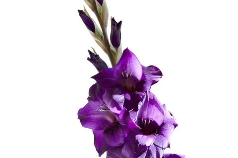 Gladiolus Stock Photos