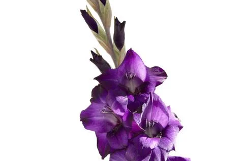 Gladiolus Stock Photos
