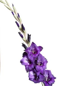 Gladiolus Stock Photos