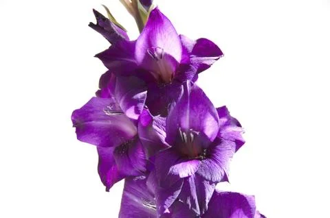 Gladiolus Stock Photos