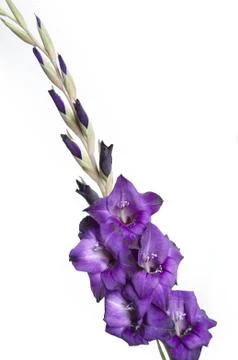 Gladiolus Stock Photos
