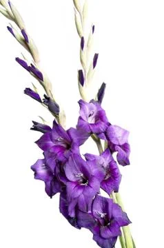 Gladiolus Stock Photos