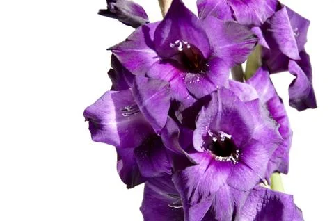 Gladiolus Stock Photos