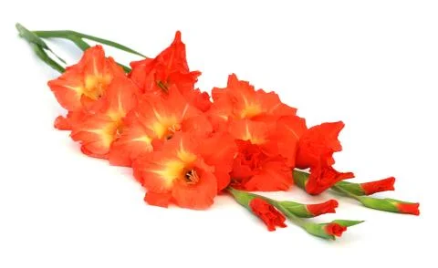 Gladiolus Stock Photos