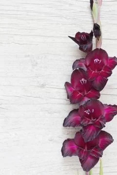 Gladiolus Stock Photos