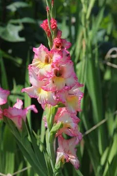 Gladiolus Stock Photos