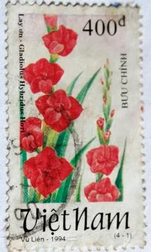 Gladiolus Stock Photos