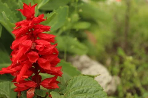 Gladiolus Stock Photos