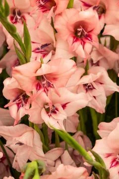 Gladiolus Stock Photos