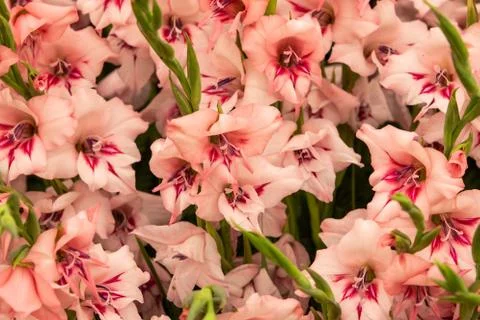 Gladiolus Stock Photos
