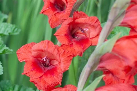 Gladíolus Stock Photos