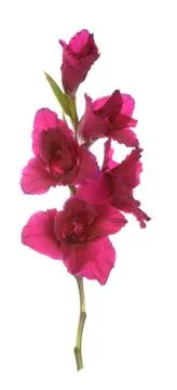 Gladiolus Stock Photos