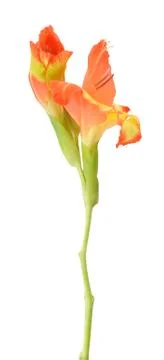 Gladiolus Stock Photos