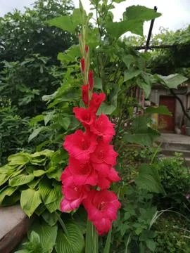 Gladiolus Stock Photos