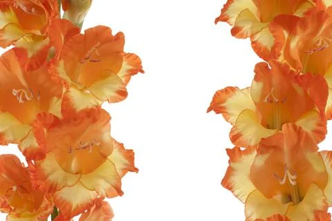 Gladiolus Foto stock