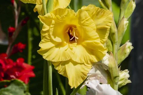 Gladiolus Stock Photos