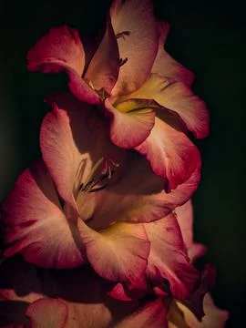 Gladiolus Foto stock