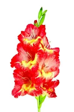 Gladiolus red and yellow Stock Photos