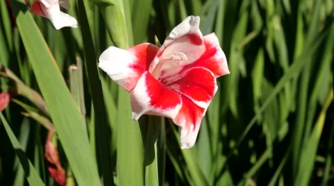 Gladiolus, red/white 스톡 동영상 40709326