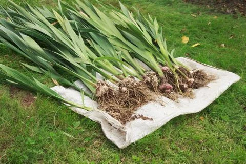 Gladiolus roots Stock Photos
