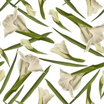 Gladiolus seamless pattern Hand drawn watercolor digital illustration of white 스톡 일러스트
