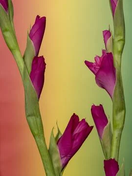 Gladiolus, spectacular developing flower buds on a delicate gradient colore.. Stock Photos