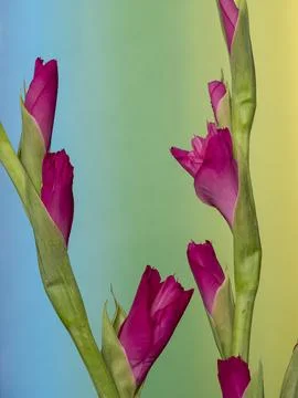 Gladiolus, spectacular developing flower buds on a delicate gradient colore.. Foto stock
