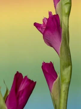 Gladiolus, spectacular developing flower buds on a delicate gradient colore.. Stock Photos