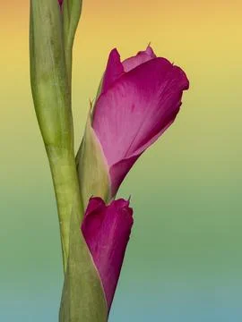 Gladiolus, spectacular developing flower buds on a delicate gradient colore.. Stock Photos