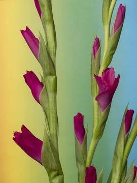 Gladiolus, spectacular developing flower buds on a delicate gradient colore.. Stock Photos