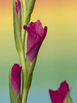 Gladiolus, spectacular developing flower buds on a delicate gradient colore.. Stock Photos