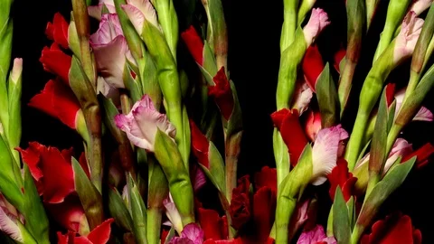 Gladiolus Time-lapse Stock Footage 79154312