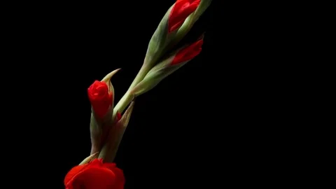 Gladiolus Time-lapse Stock Footage 281874682