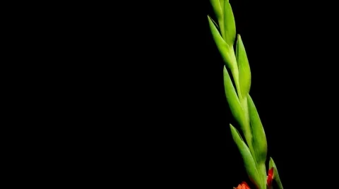 Gladiolus Timelapse Stock Footage 7910342