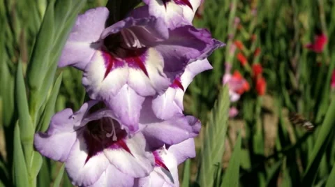 Gladiolus, violet/white with bees 2 스톡 동영상 40710255
