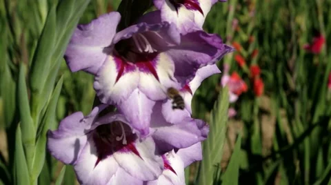 Gladiolus, violet/white with bees 스톡 동영상 40710175