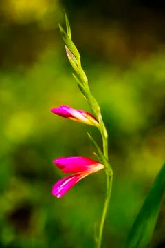 Gladiolus wild flower macro background high quality 50,6 Megapixels Stock Photos
